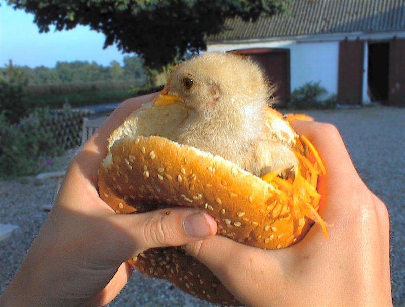 hamburger-poulet.jpg