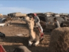 Gifs Roi Heenok - Chameau Mongole